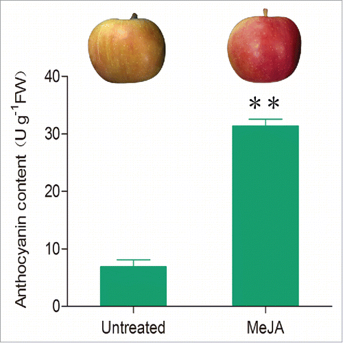 Figure 1. Anthocyanin content of ‘Hanfu’ apple fruit with or without the application of methyl jasmonate (MeJA). Ten mM of MeJA was applied to apple fruit 3 weeks before commercial harvest. The fruits were collected at commercial harvest and subjected to measurement of their anthocyanin content as described in.Citation19 Three biological replicates were performed. Values represent means ± SE. Statistical significance was determined using a Student's t-test (** P < 0.01). Untreated, fruits without MeJA application; MeJA, fruits with MeJA application.