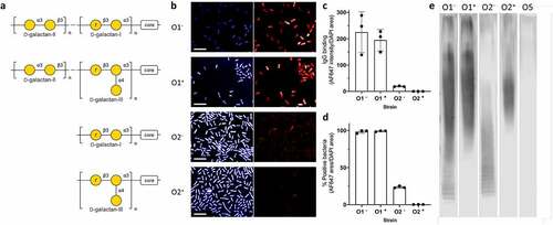 Figure 6. Characterization of binding to O1 and O2 strains with/without gmlABC locus by HCI and western blot. a) Structures of the O1 and O2 gmlABC ± O-antigens.Citation21 b) Representative images of B39 binding to each strain. Fixed bacteria were treated with B39, then stained with nuclear stain DAPI (blue, left panel) and AF647 anti-human IgG (red, right panel). 20 fields per well were acquired using an Opera system (PerkinElmer) at 60 x magnification and analyzed in Columbus. Scale bar represents 10 μm. N = 3. c) Quantification of IgG binding intensity. IgG binding intensity was calculated by dividing AF647 intensity sum by DAPI area. d) Quantification of % positive bacteria. % positive bacteria was calculated by dividing total AF647 positive area by DAPI area. e) Western blot analysis of B39 binding to a carbohydrate preparation from each strain. Bacterial whole cell lysates digested with proteinase K were immunoblotted and probed with B39 antibody. A strain with mannose-based O-antigen (O5) was included as a negative control. Strains used were as follows: O1 gmlABC – (O1−): K. pneumoniae 43816; O1 gmlABC + (O1+): K. pneumoniae 1131115; O2 gmlABC– (O2–): K. pneumoniae 845912; O2 gmlABC + (O2+): K. pneumoniae 961842; O5: K. pneumoniae 9181.