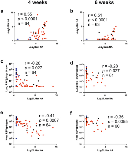 Figure 2. Pearson correlations for NA and viral titers in the first pregnancy. Correlation coefficients (r), p (two tail) value, and number of litters used (n) between the NA titers in dams’ serum before delivering and the mean NA titer of their first pregnancy litter measured at 4 (a) and 6 weeks (b) after birth; or between the mean NA titer of each litter and lung (c and d) or nose (e and f) viral titer measured at 4 and 6 weeks after birth, respectively. Blue, red, and black symbols represent pairs from litters of unvaccinated, VLP-vaccinated dams, and RSV re-infected dams, respectively.