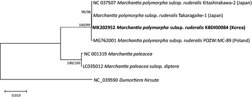Figure 1. Maximum likelihood (bootstrap repeat is 1000) and neighbor joining (bootstrap repeat is 10,000) phylogenetic trees of Marchantiaceae based on seven complete chloroplast genomes including one outgroup species: M. polymorpha subsp. ruderalis (MK202952 in this study, NC_037507, Takaragaike-1, and MG762001), Marchantia paleacea (NC_001319), Marchantia paleacea subsp. diptera (LC035012), and Dumortiera hirsuta (NC_039590) as an outgroup species. The numbers above branches indicate bootstrap support values of maximum likelihood and neighbor joining phylogenetic trees, respectively.