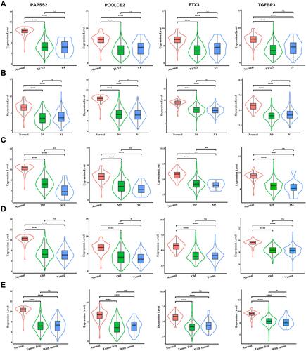 Figure 4 Expression of four key genes in subgroups of patients with PTC, stratified according to their clinical characteristics. The violin plots present quantitative analysis of the relative expression levels of four key genes in normal individuals and patients with PTC. (A and C) Patients with PTC were divided into two groups according to presence or absence of extrathyroidal invasion (A), lymph node metastasis (B), or distant metastasis (C). (D and E) An age of ≥55 years and survival with tumors were analyzed as group variables for patients with PTC. ns: P > 0.05; *P < 0.05; **P < 0.01; ***P < 0.001; ****P < 0.0001.