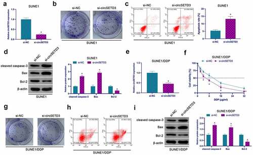 Figure 2. Repressive circSETD3 restrains NPC proliferation and DDP resistance. (a) RT-qPCR detection of circSETD3 in SUNE1 cells transfected with si-circSETD3; (b) Colony formation assay for detection of the proliferation of SUNE1 cells transfected with si-circSETD3; (c) Flow cytometry detection of apoptosis of SUNE1 cells transfected with si-circSETD3; (d) Western blot for detection of cleaved caspase-3, Bax and Bcl-2 in SUNE1 cells transfected with si-circSETD3; (e) RT-qPCR for the detection of circSETD3 in SUNE1/DDP cells transfected with si-circSETD3; (f) CCK-8 for detection of the viability of SUNE1/DDP cells transfected with si-circSETD3; (g) Colony formation assay for detection of the proliferation of SUNE1/DDP cells transfected with si-circSETD3; (h) Flow cytometry detection of apoptosis of SUNE1/DDP cells transfected with si-circSETD3; (i) Western blot for detection of cleaved caspase-3, Bax, and Bcl-2 in SUNE1/DDP cells transfected with si-circSETD3. Measurement data were exposed as mean ± standard deviation (n = 3); vs the si-NC, *P < 0.05.