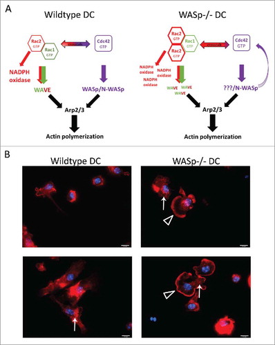 Figure 3. WASp deficiency and the crosstalk between Rac1, Rac2, and Cdc42 in dendritic cells. Wildtype dendritic cells can induce actin polymerization through activation of different pathways that include Rac1 and Rac2 signaling to WAVE and Cdc42 signaling to WASp/N-WASp. WAVE and WASp/N-WASp can activate the Arp2/3 complex and induce actin polymerization. In WASp−/− dendritic cells, the absence of WASp may induce a negative feedback loop through Cdc42,Citation29 which directs the response toward the activation of Rac1 and Rac2. Activation of Rac1 and Rac2 leads to increased WAVE activity and NADPH oxidase activity.Citation14,Citation16,Citation19,Citation56,Citation57 The hypothetical increase of WAVE activation would lead to a compensatory increase in actin polymerization. (B) In support of increased Rac1, Rac2, and WAVE activity in WASp-deficient dendritic cells, we noticed that WASp−/− bone marrow derived dendritic cells formed large lamellipodia, a structure associated with Rac1 and Rac2 activity. Bone marrow-derived dendritic cells were added to glass coverslips, fixed, and labeled with Phalloidin and DAPI to visualize polymerized actin and the nucleus. Open triangle indicates lamellipodia and arrow indicates podosomes. Red; phalloidin, blue; DAPI. Abbreviation: DC; dendritic cell.