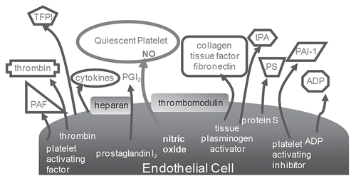 Figure 3 Illustration of the surface bound and released factors of the endothelium responsible for its thromboresistivity