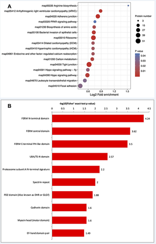 Figure 6 Enrichment analysis of KEGG pathways and protein domains in the identified ubiquitinated proteins. (A) KEGG pathways that were significantly differentially regulated in the ubiquitinome are shown. The size of the circle represents the number of mapped proteins. (B) Protein domains. KEGG, Kyoto Encyclopedia of Genes and Genomes.