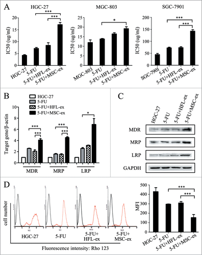 Figure 2. MSC-exosomes induce resistance of gastric cancer cells to 5-FU ex vivo. (A) MTT assay for IC50 of parental and chemoresistant HGC-27, MGC-803, and SGC-7901 cells in response to 5-FU. The cells were treated with 5-FU for 24 h, then changed to normal medium until cell recovery. Exosomes from MSCs and HFL1 cells were added at the start of treatment for 72 h. The control cells were cultured in normal medium without any treatment. (* P < 0.05, *** P < 0.001). (B) The expression of MDR, MRP, and LRP genes in parental and chemoresistant HGC-27 cells was determined by using relative quantitative PCR. (* P < 0.05, *** P < 0.001). (C) Western blot assays for MDR, MRP and LRP protein expression in parental and chemoresistant HGC-27 cells. (D) Fluorescent intensity of Rho-123 in parental and chemoresistant HGC-27 cells. The cells were labeled with Rho-123 after exposure to 5-FU for 6 h (red line). The cells without Rho-123 labeling were used as control (black line). For each assay, 10,000 cells were analyzed. The x-axis corresponds to the fluorescence intensity, and the y-axis, to the number of cells per channel. The quantitative data are presented as the mean ± SD of triplicate experiments. MFI: the mean fluorescent intensity. (*** P < 0.001).