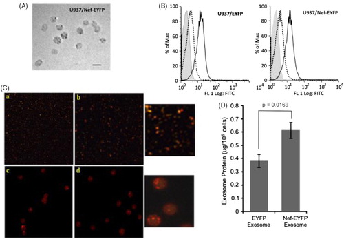 Fig. 1 Characterization of exosomes from U937/Nef-EYFP and U937/EYFP cells. (A) Electron microscopy of exosomes from U937/Nef-EYFP cells; bar 100 nm. (B) Flow cytometry of exosomes for the marker protein CD81. (C) Exosomes were labelled with lipid dye PKH26; these were (a, b) observed directly at 100X magnification, or (c, d) first bound to 4 μm latex beads and then observed at 100X magnification. The insets on the right show enlarged views of the images. (D) Amount of exosomes secreted by U937/EYFP and U937/Nef-EYFP cell lines presented as protein concentration from 1×106 cells. Data is presented as mean±SD from 3 independent experiments. The p-value calculated using Students t-test is shown.