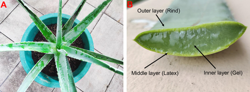 Figure 1 (A) Aloe barbadensis Mill. and (B) its Structure.