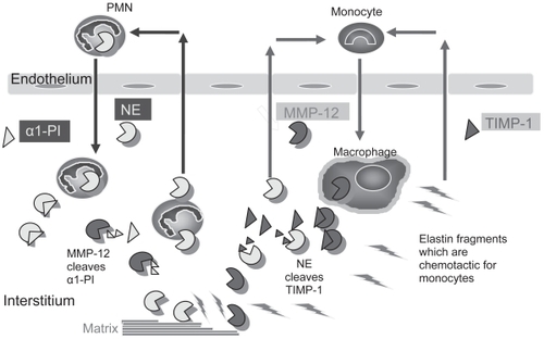 Figure 3 Interactions between proteinases regulate inflammation and ECM destruction in mice chronically exposed to cigarette smoke. Neutrophil elastase (NE) promotes inflammation and ECM destruction in mice chronically exposed to cigarette smoke by increasing the influx of PMN and monocytes into the lung (by unknown mechanisms), and by cleaving and inactivating TIMPs to promote MMP-12 mediated ECM degradation. MMP-12 amplifies NE-mediated lung inflammation and destruction by cleaving and inactivating α1-PI, the major inhibitor of NE in the lower respiratory tract. Fragments of elastin generated by MMP-12 (and possibly by NE) amplify MMP-12-mediated lung injury by stimulating the recruitment of blood monocytes into the lung.