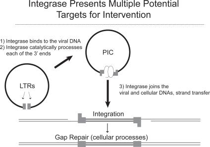 Figure 2 Integrase: mechanism of action for integrase inhibition. Modified from Hazuda DJ. 2006. Inhibitors of human immunodeficiency virus type I integration. Curr Opin HIV AIDS. 1:212–217.Citation36