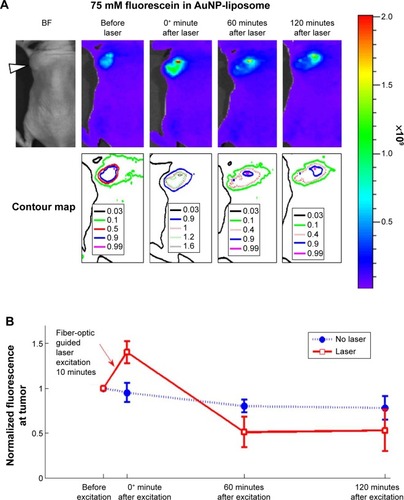 Figure 8 Fiber-optic guided laser excitation triggered photo-thermal responsive liposomes release in vivo.Notes: (A) Releasing profile of 75 mM fluorescein (in self-quench concentration) encapsulated in liposome with excitation. (B) Quantification of releasing profiles with or without excitation. The position of tumor in (A) is indicated by the white arrowhead in the bright-field (BF) images. Data of (B) represent mean ± standard deviation (n=5).Abbreviation: AuNP, gold nanoparticle.