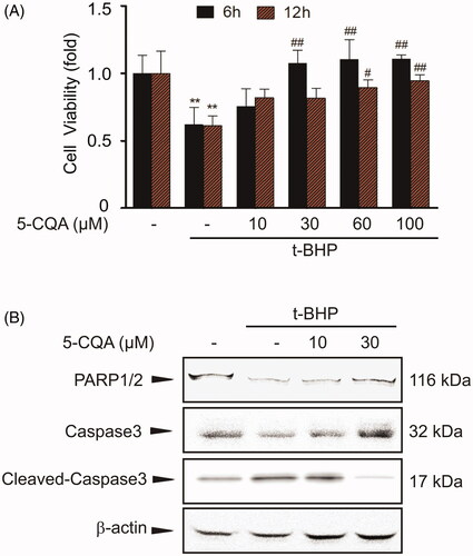 Figure 3. Cytoprotective effect of 5-CQA. (A) MTT assay. The effect of 5-CQA (0–100 μM, 1 h pre-treatment) in the presence or absence of t-BHP (500 μM, 6 h or12 h) on cell viability was assessed using MTT assays. Data represent the mean ± SE of four replicates, where statistically significant differences between each treatment group and the control were defined by **p < 0.01 for vehicle-treated control and #p < 0.05 or ##p < 0.01 for t-BHP alone. (B) Western blot analysis of apoptosis-associated proteins. Cells were incubated with 10–30 μM 5-CQA for 1 h and then treated with 500 μM t-BHP for 12 h. Precursor PARP, precursor caspase-3 and cleaved caspase-3 were immunoblotted. Equal amounts of loaded protein were confirmed by β-actin. Results were confirmed in three separate experiments.