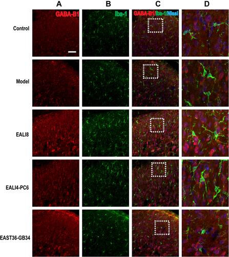 Figure 8 No co-expression of GABA-B1, Iba-1, and Nissl was found. Representative confocal images of C4-C5 spinal cord sections showing no coexpression of GABA-B1 (red) and iba-1 (green) and Nissl (blue) in the superficial laminae of C4-C5 DHs at 24h after modeling in rats. Results showed no expression of GABA-B1 in microglia. (A) GABA-B1, (B) Iba-1, (C) merge, (D) magnification of the dashed squares from their left merged images. The bar on the top-left image represents 50µm.