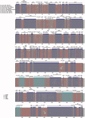 Figure 2. Sequence alignment of seven chloroplast genome of Iris species using mVISTA and chloroplast genome of I. lactea (NC_056175) as reference. The top arrow shows transcription direction, blue color indicates protein-coding regions, pink color shows non-coding sequences and light green indicates tRNAs and rRNAs. The x-axis represents the coordinates in the cp genome while y- axis represents percentage identity within 50–100%.