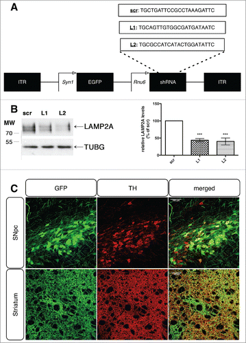 Figure 1. Generation and efficient delivery of rAAV-vectors targeting endogenous LAMP2A in the rat nigrostiatal pathway. (A) General rAAV-vector design, with the 2 different LAMP2A-specific targeting sequences (denoted L1 and L2) and the scrambled control sequence (scr), listed in full. (B) Representative western immunoblots for LAMP2A and TUBG (loading control) in PC12 cells transiently transfected with rAAV vectors targeting rat Lamp2a (L1, L2) or with a scrambled sequence (scr) are shown in the left panel and quantification of LAMP2A levels is shown in the right panel, at 48 h post-transfection (***, p < 0.001; n = 3/group, one-way ANOVA). (C) Representative immunohistochemical fluorescence images with TH and GFP antibodies showing the expression of the GFP-tagged rAAV-scr shRNA vector in the TH+ neurons of the substantia nigra pars compacta (SNpc) (upper row) and their TH+ striatal afferents (lower row), 8-wk post-injection. Scale bar: 100 μm for SNpc and 50 μm for striatum.