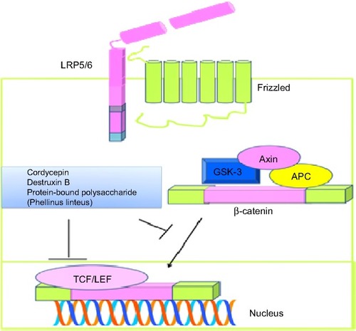 Figure 1 Wnt-induced intracellular signaling and fungal product-mediated inhibition of nuclear accumulation of β-catenin and transcriptional upregulation of target genes.