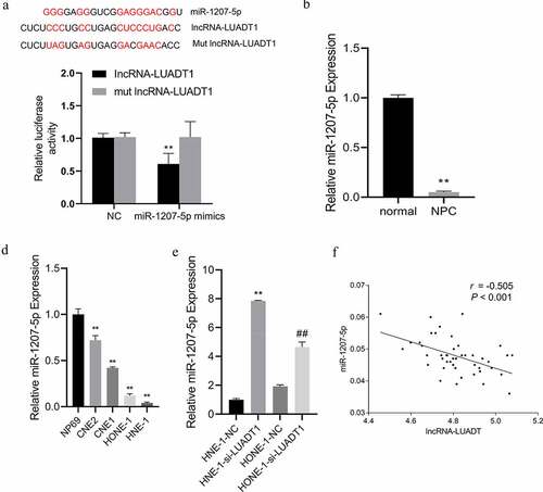 Figure 3. The targeting effect of lncRNA-LUADT1 on miR-1207-5p