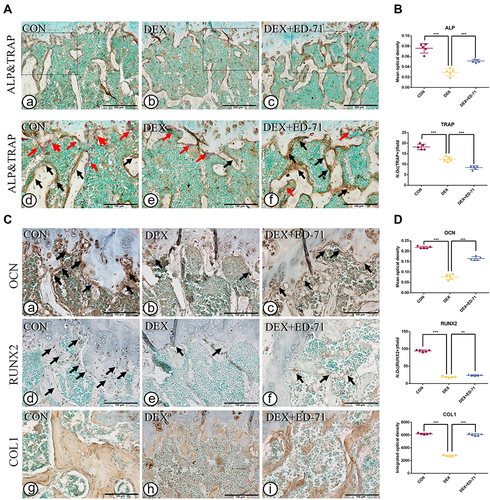 Figure 4 Effects of ED-71 on osteoblasts and osteoclasts in DEX-induced osteoporosis mice. (A). a–f Double staining of ALP&TRAP in CON, DEX and DEX+ED-71 groups at 8 weeks. The black arrows indicated ALP positive osteoblasts and the red arrows indicated TRAP positive osteoclasts. Bar, 200μm or 100μm. (B). The statistical analysis of the mean optical density of ALP and the number of TRAP positive osteoclasts. (C). a–i The representative IHC staining of COL1, RUNX2, and OCN. The black arrows indicated areas of positive expression. Bar, 100μm. (D). The statistical analysis of mean optical density of OCN and integrated optical density of COL1, as well as the number of RUNX2 positive osteoblasts. Data were presented as mean ± SD (n=5). **P < 0.01. ***P < 0.001.