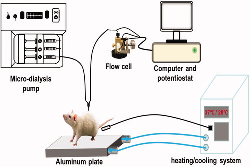 Scheme 1. Schematic diagram of the on-line electrochemical method with the SWNT-modified GC electrode integrated with in vivo micro-dialysis for continuous monitoring of spinal cord ascorbate in SCI models.