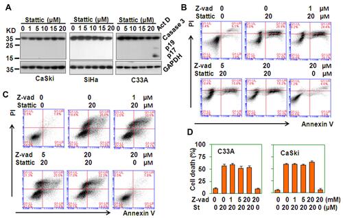 Figure 5 Caspases are not involved in Stattic-induced cell death. (A) Western blot analysis of the protein levels of caspase 3 in CaSki, SiHa, and C33A cells treated with the indicated concentrations of Stattic for 24 h. C33A cells treated with 5 μg/mL actinomycin D (Act D) were used as the positive control. The GAPDH protein level was measured as the loading control. (B and C) PI/FITC-Annexin V staining of C33A (B) and CaSki (C) cells pretreated with the indicated concentrations of Z-Vad-FMK (Z-vad, pan-Caspase inhibitor) for 1 h and retreated with 20 μM Stattic for 24 h. (D) The quantitative data from (B and C).