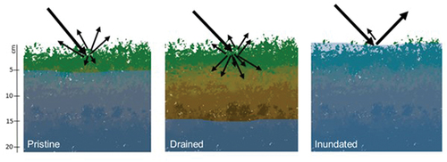 Figure 1. Radar backscattering characteristics based on the water level position in peatlands.