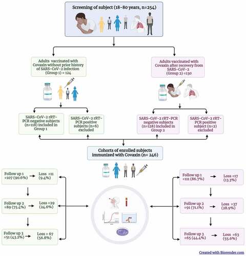 Figure 1. Cohort of adults immunized with Covaxin (BBV152) in Pune, India and their follow up during June 2021 – March 2022.
