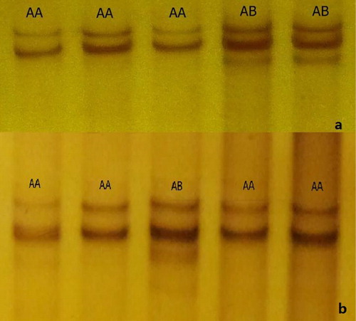 Figure 1. PCR-SSCP patterns of 5′ promoter (a) and exon 7 (b) in caprine OPN gene.