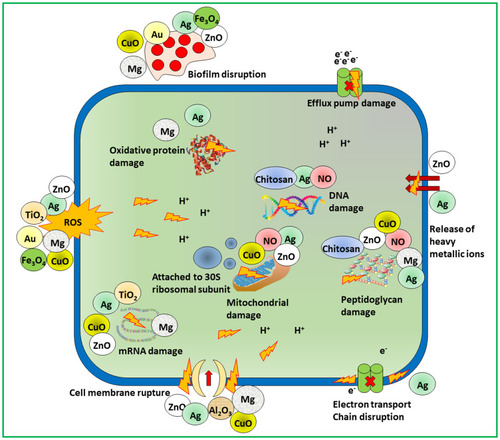 Figure 4 Scheme of mechanistic action of antimicrobial materials to combat microbial resistance.