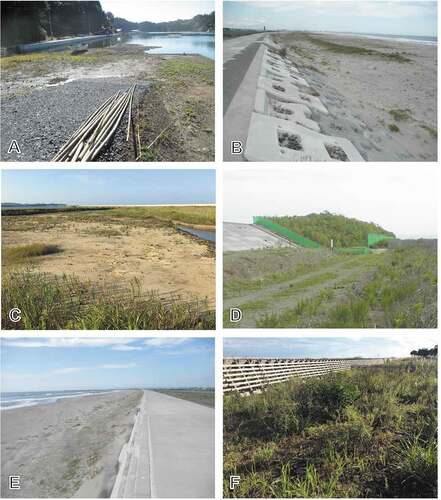 Figure 4. Attempts made to include biodiversity conservation concerns in plans or in modifications of facilities after GEJE. A: Unreconstruction seawall at Moune in Kesennuma city, Iwate Prefecture (September 29 2017). B: Setting back of seawall at Okadashinhama in Sendai city, Miyagi Prefecture (August 17 2019). C: Conservation area in coastal protection forests at Isobeosu in Soma city, Fukushima Prefecture (August 18 2019). D: Green tide embankment at Ninokura in Iwanuma city, Miyagi Prefecture (July 12 2018). E: Laying coastal sand on seawall at Idohama in Sendai city, Miyagi Prefecture (August 19 2019). F: Laying coastal sand on mounds of coastal protection forest at Okada in Sendai city, Miyagi Prefecture (September 22 2018, photo by S. Mabuchi).