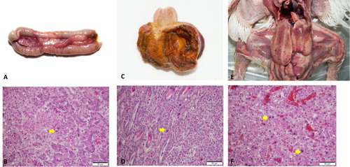 Figure 4. Post mortem and histological examinations of FAdV cases in South Korea. (a), (b), FAdV-8b: (a) Multifocal necrosis in the pancreas; (b) Large necrotic area associated with intranuclear inclusion bodies (INIB, arrow). (c), (d) FAdV-1: (c) Focal erosion and haemorrhage in the ventriculus; (d) Lymphocyte infiltration and INIB in the mucosal area (arrow). (e), (f) IBH: (e) Enlarged liver with multiple petechial haemorrhages; (f) Focal necrosis of hepatocytes associated with basophilic INIB (arrow).