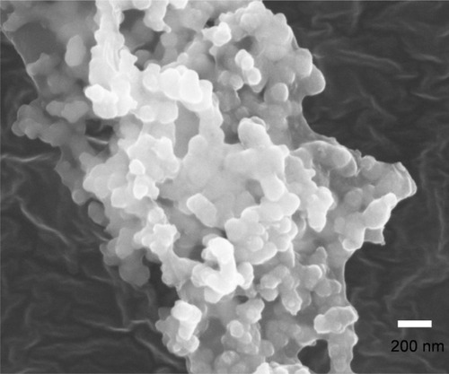 Figure 7 The representative scanning electron microscopy photograph of lyophilized docetaxel-loaded PEG-PRL3 micelles.Abbreviations: PEG, poly(ethylene glycol); PRL, poly(racemic-leucine).