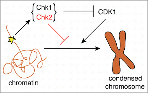 Figure 1. DNA damage (yellow star) activates the DNA damage checkpoint, which negatively regulates DNA condensation both directly, via CDK1 inhibition, and indirectly, predominantly through Chk2.