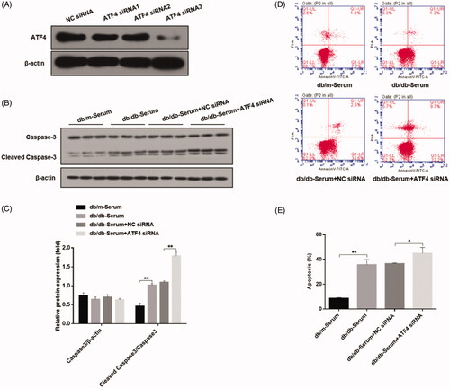 Figure 2. Effects of ATF4 knockdown on podocyte apoptosis when exposed to serum from DN mice in-vitro. (A) Comparison of knockdown efficiency of various ATF4 siRNA constructs and the most efficient ATF4 siRNA-3 was selected for the present study. (B) Western blot analysis showed that cleaved caspase-3 protein expression was markedly increased by ATF4 siRNA in MCP-5 cells. (C) Densitometric analysis of caspase-3 protein expression from Figure 2(B). (D) Podocyte apoptosis determined by flow cytometry showed significant increase in cell death by ATF4 siRNA treatment. (E) Quantification of apoptosis rates from Figure 2(D). siRNA-NC: Negative control siRNA. (**p < 0.01, *p < 0.05).