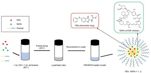 Figure 1 Fenbendazole (FEN)/rapamycin (RAPA)-loaded micelle preparation using freeze-dryer.