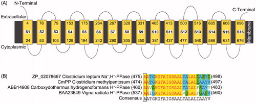 Figure 1. The membrane topology of CmPP predicted by the online program MEMSAT3 (A), and the feature residue determination for K+-dependence of CmPP by sequence alignment (B). CmPP contains 16 transmembrane helix segments (S1–S16) with distinct numberings. The feature residue Ala (A) for membrane PPase K+-dependence is boxed.