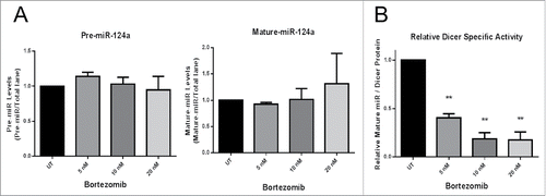 Figure 5. Bortezomib decreases Dicer activity. A. 20 µg of protein lysates from JAR cells +/− 24 h of Bortezomib treatment were used in the Dicer activity assay and the amount of pre-miR-124a and mature-miR-124a were quantified. B. Dicer's relative specific activity was calculated using the ratio of mature-miR-124a produced to Dicer protein expression in a lysate. The data represent three independent experiments. Error bars ± SEM, **P < 0.005.
