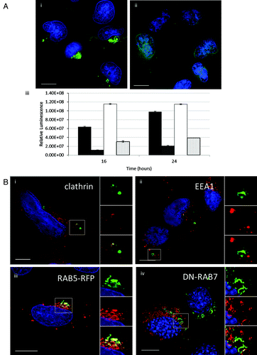 Figure 6. Gene delivery and formation of tubulovesicular autophagosomes require endocytosis. (A) MEF cells were incubated with cationic lipoplex for 1 h in nutrient media (i), or media with 80 μM dynasore (ii). Cells were immunostained for endogenous LC3. Scale bar: 10 μm. (iii) MEF cells were incubated with lipoplex vector (black) or polyplex (white) complexed to a luciferase reporter plasmid in nutrient media (filled columns) or nutrient media containing 80 μM dynasore (hatched columns). Luciferase activity was assayed at 16 h and 24 h from three independent experiments, error bars (SE) are shown. (B) HEK 293 cells stably expressing GFP-LC3 (green) were incubated with lipoplex vector for 4 h. Cells were fixed and immunostained for clathrin (i, red) or early endosome antigen 1(ii, red). (iii) MEF cells expressing RAB5-RFP (red) were incubated with lipoplex vector for 4 h. Cells were fixed and immunostained for endogenous LC3 (green). MEF cells expressing dominant-negative RAB7T22N (iv) were incubated with lipoplex vector for 4 h. Cells were fixed and immunostained for endogenous LC3 (pseudo-colored green). Regions of interest are indicated by the white square and high magnification images of green, red and merged channels are presented to the right of each figure.