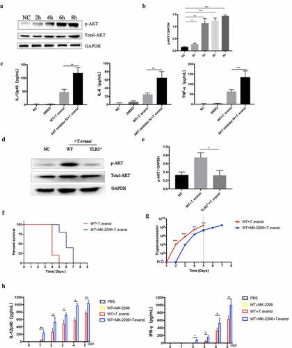 Figure 4. T. evansi inhibited the secretion of inflammatory cytokines via TLR2-mediated AKT pathway. (a, b) WT mouse BMDMs were stimulated with T. evansi, Western blot and densitometric analysis were used to detect the phosphorylation level of AKT. (c) WT mouse BMDMs stimulated with T. evansi after pretreated with AKT inhibitor IV for 60 min. ELISA analysis of TNF-α, IL-6, and IL-12p40 levels. (d, e) WT/TLR2−/- mouse BMDMs were stimulated with T. evansi for 4 h, and then the p-AKT expression was determined by immunoblot and densitometric analysis. (f) WT mice (n = 10 mice per group) were administered with MK-2206 to block AKT or without, then infected with 1 × 104 T. evansi by intraperitoneal injection. The death time was recorded. (g) The parasites load in peripheral blood was detected. (h) ELISA analysis of IL-12p40 and IFN-γ levels in the serum of AKT-blocked and WT mice infected with T. evansi. Bars represent the mean ± SEM for three independent experiments. *, P < 0.05; **, P < 0.01; ***, P < 0.001, for negative control group versus experimental group, or AKT inhibitor group versus without AKT inhibitor group, or the WT group versus the TLR2−/- group