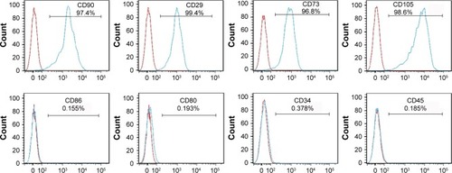 Figure 1 MSCs were phenotypically characterized by means of flow cytometry.