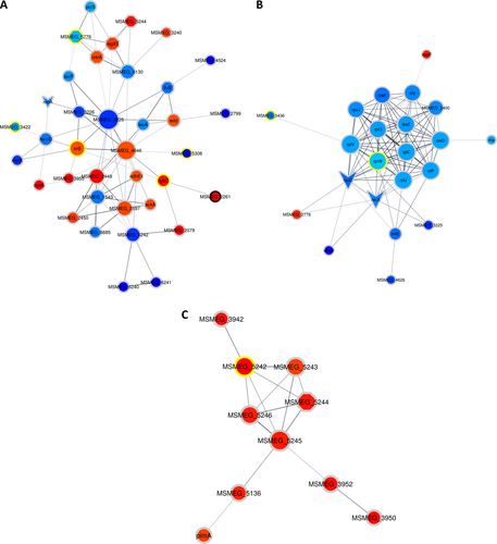 Fig. 5 Clusters of associated proteins found to have significant differences in abundances as a result of H2O2 pre-exposure (as determined by String-db).Clusters were determined by the EAGLE algorithm using ClusterVis via Cytoscape. The shape of the node denotes if a protein is a known drug target or virulence factor. Octagons represent known virulence factors and arrowheads represent known drug targets, whereas ellipses represent proteins that are not known to be either. The color of the nodes denotes the protein expression relative to the previous time point on a gradient of dark blue to deep red, with dark blue indicating the relatively lowest expression and deep red indicating the relatively highest expression. The color of the ring surrounding the nodes denotes when the protein showed differential expression, with black rings indicating that in both comparisons (T1 and T3) the protein showed altered expression, the yellow rings indicate altered expression in only the first comparison (T1), and the gray rings indicate altered expression in only the second comparison (T3). a shows proteins associated with carbohydrate metabolism, involving pathways such as; glycolysis/gluconeogenesis and the citrate cycle. b shows ribosomal proteins and some proteins associated with gene expression, all of which are downregulated. c shows the DosR regulon related proteins, all of which are upregulated