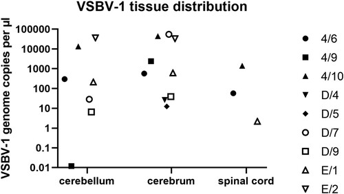 Figure 3. VSBV-1 genome load in different organs of positive animals. Salivary gland, lung, heart, liver, spleen, kidney, bladder, muscle and skin were negative.