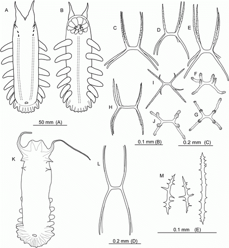 Figure 12.  (A–G) Peniagone islandica Deichmann, Citation1930, St. JC048/53 Dive 178. (A,B) Dorsal and ventral view, scale A; (C–E) dorsal ossicles, scale C; (F,G) ventral ossicles, scale B. (H–J) Peniagone azorica von Marenzeller, 1893, St. JC011/101. (H,I) Dorsal ossicles, scale C; (J) ventral ossicles, scale B. (K–M) Peniagone longipapillata Gebruk, Citation2008. (K) Dorsal view, St. JC048/16 Dive 162, scale A; (L) dorsal ossicle of Peniagone-type, St. JC048/24 Dive 165, scale D; (M) dorsal rods, St. JC048/24 Dive 165, scale E.