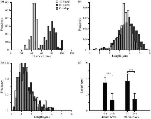 Figure 2. Size distributions of GaP/GaInP NWs. (a) Diameter distribution of NWs before Daphnia filtering measured using SEM. (b) Length distribution before Daphnia filtering measured using dark field optical microscopy. (c) Length distribution after 24 h of Daphnia filtering measured using dark field optical microscopy. (d) Median length and standard deviation for 40 nm and 80 nm NWs before and after Daphnia filtering, measured using dark field optical microscopy (***p < 0.001, Kruskal–Wallis test).