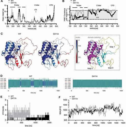 Figure 6. PINK1G411A induces conformational changes that stabilize the kinase fold. (A) Root mean square fluctuations (RMSF) of backbone atoms over time are shown for residues 156–581 of WT PINK1 (black) and PINK1G411A (gray). Vertical dotted lines separate the individual (sub)domains of PINK1 and horizontal solid lines highlight the 3 unique insertion loops in the N-lobe domain. The position of residue 411 is indicated with an arrow. (B) Analysis of correlated motions between position 411 and all other residues in the catalytically active fragment of WT PINK1 (black) and PINK1G411A (gray). Grcarma was used to generate the depicted mass-weighted, normalized covariance matrices. PINK1 (sub)domains and residue 411 are indicated as above in (A). All highly significant correlated motions are found above or below the gray shaded area (≧ +0.75 or ≦ 0.75). (C) Heatmap presentation of correlated motions mapped onto the ribbon structures of WT PINK1 (left) and PINK1G411A (right) highlights the strong coordination of motions within and between the kinase subdomains of the variant. The structures are colored on a five-point covariance scale from dark (−1.0) and light red (−0.5) to white (0) to light (+0.5) and dark blue (+1.0). (D) Analysis of the PINK1 secondary structure was carried out for every frame across the duration of the simulation using the Timeline module of VMD. Provided are excerpts from the entire analysis focusing only on the immediate region surrounding residue 411 for WT PINK1 (left) and PINK1G411A (right) which showed a reduction of 3–10 helices (blue) but an increase of turns (teal) over time. (E) Calculation of the number of H-bonds formed between insertion loop 3 and Ub over time for each simulation shows greater interactions between Ub and PINK1 compared to WT PINK1. (F) Assessment of the buried surface area (BSA) of the PINK1-Ub complex over time for each simulation shows a slightly higher average and greater maximum BSA for PINK1G411A compared to WT PINK1.