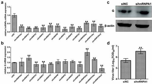 Figure 1. Screening the effects of hnRnps on SHVV replication. (A) CCO cells were transfected with siRnas targeting each of the twelve hnRnps, and the total RNAs were extracted at 24 h post transfection. The mRNA level of the hnRnps was measured using qRT-PCR, β-actin was used as the internal control. (B) CCO cells were transfected with siRnas targeting each of the twelve hnRnps, followed by SHVV infection. The total RNAs were extracted at 24 h post of SHVV infection, and the viral G mRNA levels in cells were measured using qRT-PCR, β-actin was used as the internal control. (C-D) CCO cells were transfected with siNC or sihnRNPA1, followed by SHVV infection. The G protein levels in cells were measured using Western blotting with β-actin as the internal control, while the viral titre in supernatants was measured using TCID50. All the data are performed in triplicate (mean ± sd). The * and ** indicate statistically significant differences (*p < 0.05; **p < 0.01).