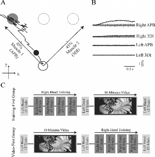 FIGURE 1. Task design. (A) Muscle pairs controlled the cursor along axes diagonal to screen axis. The cursor (the black circle) is at 120 ms from movement onset (corresponding to the distance index). (B) Control signals (darker traces) were computed at 75 Hz by rectifying and smoothing the preceding 500 ms of electromyogram signal (EMG; lighter traces) to determine the instantaneous position of the myoelectric cursor. (C) Experimental design, showing sequence of left hand testing blocks interspersed with right hand training and video presentation.