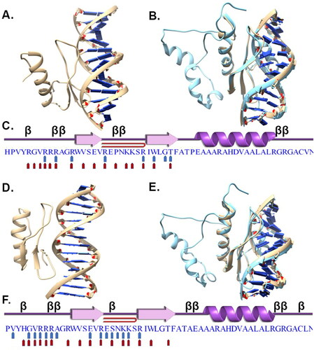 Figure 7. DREB protein and DNA binding interactions. Interaction of the DREB protein TraesCS2B02G002700 with motif 1 (A) and motif 2 (B). (C) Binding site interaction for motif 1 and 2 mapped on to the sequence of TraesCS2B02G002700. Interaction of TraesCS2D02G015200 with motif 1 (D) and motif 2 (E). (F) The amino acids of TraesCS2D02G015200 that interact with motif 1 and 2 are mapped as pentagons. The structure in blue is the 5WX9 structure superimposed on to the docked structure of TraesCS2B02G002700 and TraesCS2D02G015200 (B and E).