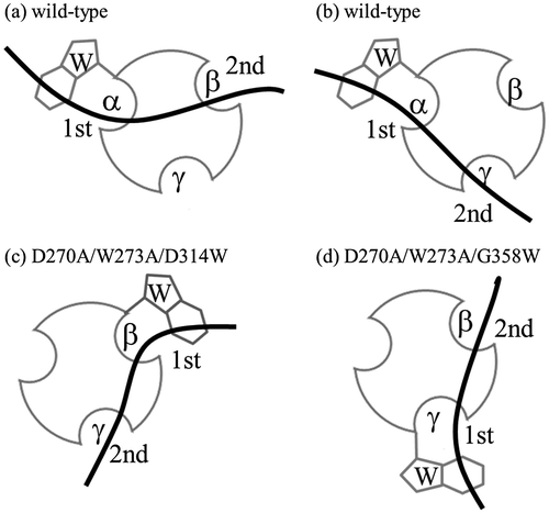 Fig. 5. Schematic representation of binding of CBM-DK wild-type (a, b) and its mutants, D270A/W273A/D314W (c) and D270A/W273A/G358W (d), to laminarin. The curved bold bars and circles with hollows represent laminarin and CBM-DKs, respectively. The Trp-introduced sites and the respective repeats are also indicated. The 1st and 2nd indicate the primary and secondary binding sites for laminarin.