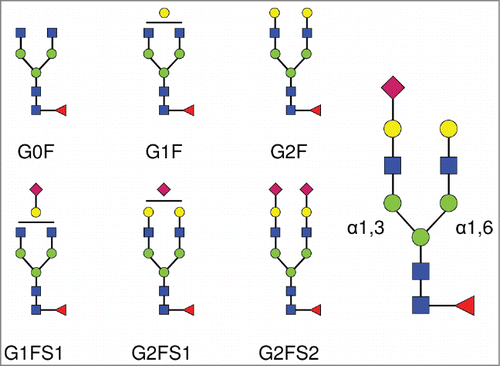 Figure 1. Complex biantennary N-linked glycan structures found in the Fc domain of IgGs. All complex glycans are composed of 4 N-acetylglucosamine residues (GlcNAc, blue squares), and 3 mannose residues (green circles). G0, G1, G2 indicate 0, 1 or 2 galactose residues (yellow circles). F indicates the presence of a core-fucose residue (red triangle). S1 and S2 indicate mono- and di-sialylated glycans (sialic acids are represented as purple diamonds). The sialic acid linkage type is indicated when required in parentheses: G1FS(3)1 and G1FS(6)1 designate G1FS1 carrying either a α2,3- or a α2,6-linked sialic acid, respectively. Similarly, G2FS1 may be G2FS(3)1 or G2FS(6)1. G2FS(3,3)2, G2FS(3,6)2 and G2FS(6,6)2 designate G2FS2 carrying 2 α2,3SA, one α2,3SA and one α2,6SA, or 2 α2,6SA, respectively. α1,3 and α1,6 designate the linkage types of the core mannose residues, and by extension refer to the branches initiated by these residues: the α1,3-arm and the α1,6-arm, respectively.