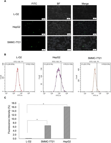 Figure 3. Fluorescence analysis of in vitro cellular uptake of FITC-GE11 in different cell lines. (A) Images of L-O2, HepG2 and SMMC-7721 cells incubated with FITC-GE11 respectively. 200X magnification; 50 μm scale. (B) Flow cytometry data of fluorescence in L-O2, HepG2 and SMMC-7721 cells after incubation using 100 μg mL−1 FITC-GE11 for 30 min. (C) Fluorescence intensity of FITC in L-O2, SMMC-7721 and HepG2 cells. (*p < 0.05).